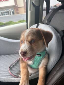 Iggy -  Australian Shepherd Dog for Adoption in Mechanicsburg, Pennsylvania - Iggy | PetCurious