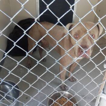 IVHS-Stray-139854 -  Pit Bull Terrier Dog for Adoption in San Gabriel, California - IVHS-Stray-139854 | PetCurious