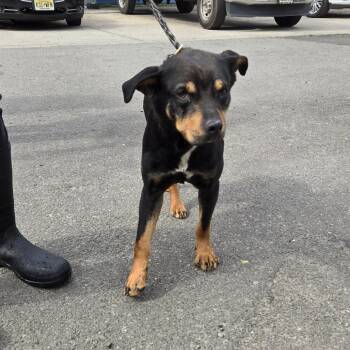 Catahoula Leopard Dog Dogs Available for Adoption in Newark, New Jersey - Raj | PetCurious