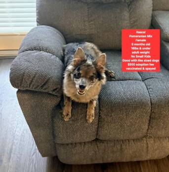 Rascal -  Pomeranian Dog for Adoption in Oviedo, Florida - Rascal | PetCurious