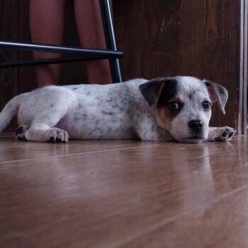 Rescue Australian Cattle Dog Blue Heeler Dogs for Adoption in Pflugerville, Texas - King | PetCurious