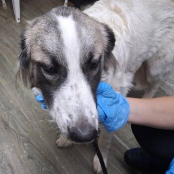 Nessa -  Mixed Breed Dog for Adoption in Summerville, South Carolina - Nessa | PetCurious
