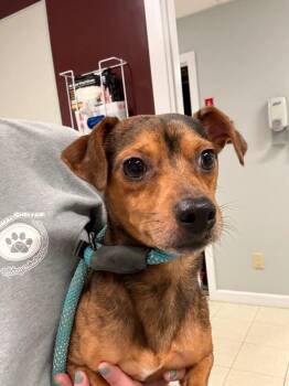 Panko -  Dachshund and Mixed Breed Dog for Adoption in Fall River, Massachusetts - Panko | PetCurious