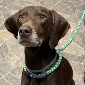 Drago -  German Shorthaired Pointer Dog for Adoption in Columbia, South Carolina - Drago | PetCurious