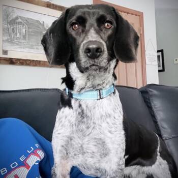 Beagle and Mixed Breed Dogs Available for Adoption - South | PetCurious