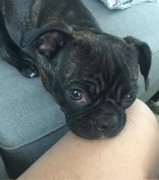 Luna -  Pug and Boston Terrier Dog for Adoption in Mission Viejo, California - Luna | PetCurious