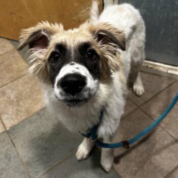 Banana Bread -  Mixed Breed Dog for Adoption in Chattanooga, Tennessee - Banana Bread | PetCurious