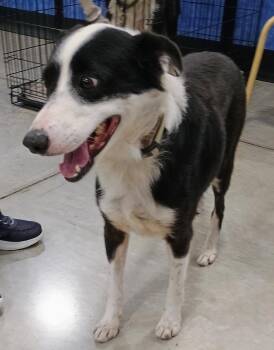 Tippy -  Border Collie Dog for Adoption in Millville, Utah - Tippy | PetCurious