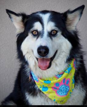 Clara -  Husky Dog for Adoption in Buena Vista, Colorado - Clara | PetCurious