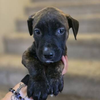 Rescue Dutch Shepherd and Mixed Breed Dogs for Adoption in Phoenix, Arizona - Wilson | PetCurious