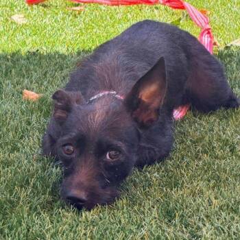 Wendy Wings -  Wirehaired Terrier Dog for Adoption in Walnut Creek, California - Wendy Wings | PetCurious