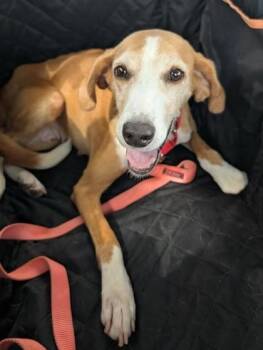 Edna -  Hound Dog for Adoption in North Myrtle Beach, South Carolina - Edna | PetCurious
