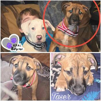 Mixed Breed Dogs Available for Adoption - Taser - Cops & Robbers Litter | PetCurious