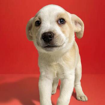 Cattle Dog Dogs Available for Adoption in Armonk, New York - AAD Upcoming Arrival!  Katniss - 26086 | PetCurious