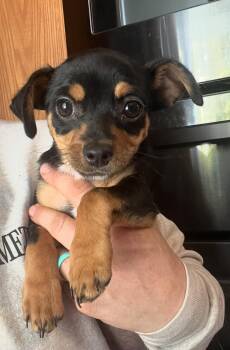 Rescue Chihuahua and Dachshund Dogs for Adoption in York, South Carolina - Izzie | PetCurious