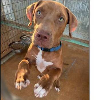 Von -  Pit Bull Terrier Dog for Adoption in Austin, Texas - Von | PetCurious