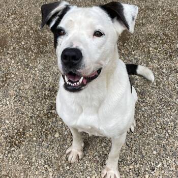 Rescue Mixed Breed Dogs for Adoption in Lacon, Illinois - Myra | PetCurious