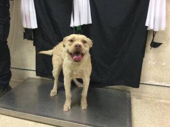Rescue Terrier Dogs for Adoption in Riverside, California - ALICE | PetCurious