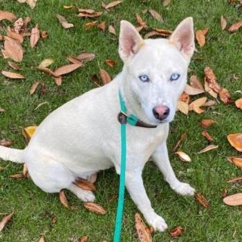 Husky Dogs Available for Adoption in Birmingham, Alabama - Haven | PetCurious