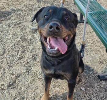 Rottweiler and Mixed Breed Dogs Available for Adoption - STELLA | PetCurious