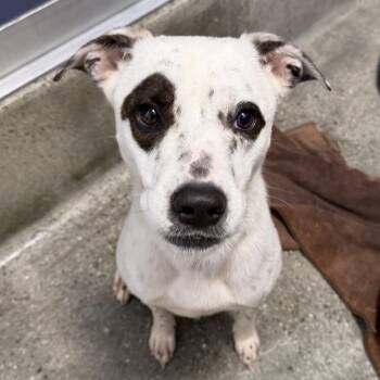 Treasure -  American Staffordshire Terrier and Mixed Breed Dog for Adoption in Los Angeles, California - Treasure | PetCurious