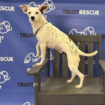 Terrier Dogs Available for Adoption in Waterford, New Jersey - CECELIA | PetCurious