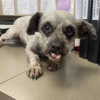 Shih Tzu and Mixed Breed Dogs Available for Adoption in Jacksboro, Tennessee - Lucky Charm | PetCurious