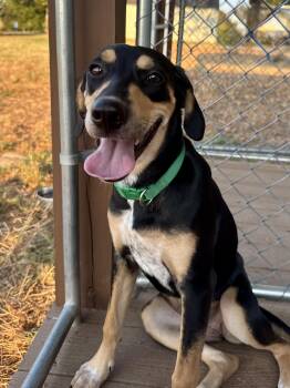 Marsha Dale -  Hound Dog for Adoption in Scroggins, Texas - Marsha Dale | PetCurious