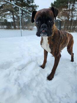 Boxer Dogs Available for Adoption - Sparkles | PetCurious