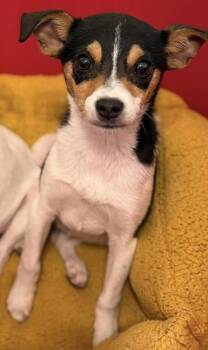Rat Terrier Dogs Available for Adoption - Jilly Bean ~ | PetCurious