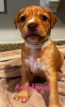 Amethyst -  Pit Bull Terrier Dog for Adoption in Mission Viejo, California - Amethyst | PetCurious
