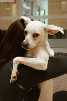 Cashew -  Whippet and Chihuahua Dog for Adoption in Los Angeles, California - Cashew | PetCurious