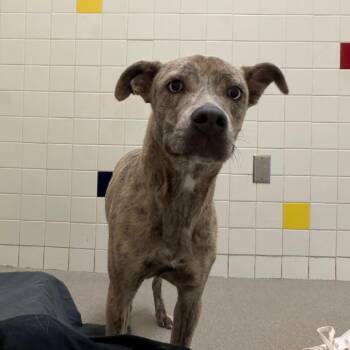Daisy -  Plott Hound and Husky Dog for Adoption in Nashville, Tennessee - Daisy | PetCurious