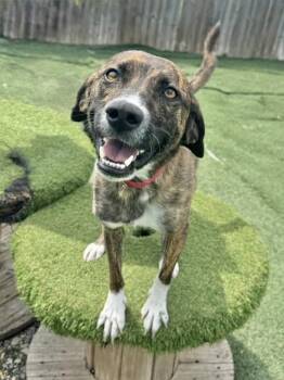 Scout 1 -  Hound Dog for Adoption in Manchester, Connecticut - Scout 1 | PetCurious