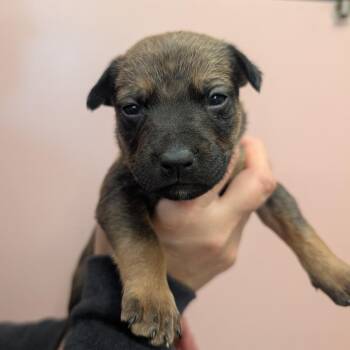 M&M McFlurry -  Mixed Breed Dog for Adoption in Huntsville, Arkansas - M&M McFlurry | PetCurious