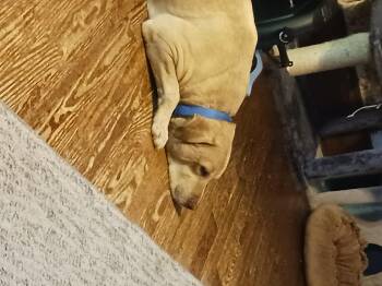 Woody -  Yellow Labrador Retriever Dog for Adoption in Milan, Tennessee - Woody | PetCurious