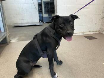 ANNIE -  Pit Bull Terrier and Mixed Breed Dog for Adoption in San Bernardino, California - ANNIE | PetCurious
