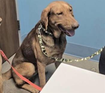 Bloodhound and Labrador Retriever Dogs Available for Adoption - BUTCH JR | PetCurious