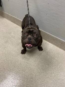 CANOE -  American Bulldog Dog Available for Adoption in Las Vegas, Nevada - CANOE | PetCurious