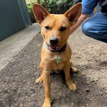 Chilli -  Cattle Dog and Mixed Breed Dog for Adoption in Belfair, Washington - Chilli | PetCurious