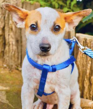 Rescue Jack Russell Terrier and Mixed Breed Dogs for Adoption in San Diego, California - Marty | PetCurious