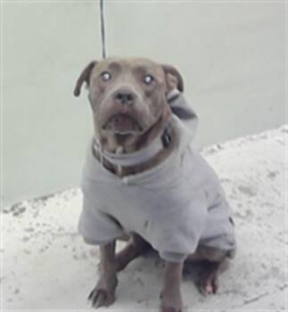 Rescue Staffordshire Bull Terrier and Mixed Breed Dogs for Adoption in Houston, Texas - PAYA | PetCurious