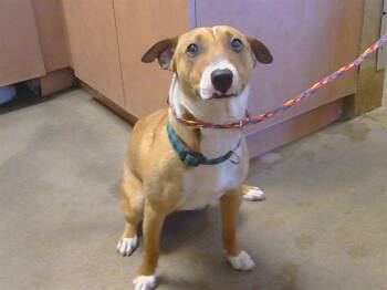 Bull Terrier and Mixed Breed Dogs Available for Adoption in Sacramento, California - TAZ | PetCurious