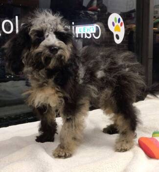 Rescue Cockapoo Dogs for Adoption in Lincolnwood, Illinois - Harry | PetCurious