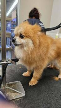Peanut -  Pomeranian Dog for Adoption in West Peoria, Illinois - Peanut | PetCurious