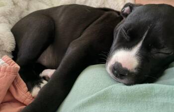 Dolly -  Pit Bull Terrier and Mixed Breed Dog for Adoption in Columbia, Illinois - Dolly | PetCurious