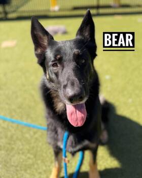 Bear -  Shepherd Dog for Adoption in Flint, Michigan - Bear | PetCurious