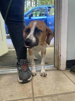 Johnny -  Hound Dog for Adoption in Frenchburg, Kentucky - Johnny | PetCurious