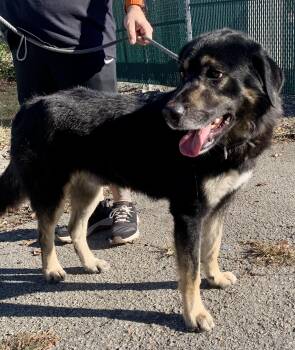 Rescue Newfoundland Dog Dogs for Adoption in Mckeesport, Pennsylvania - Victor | PetCurious