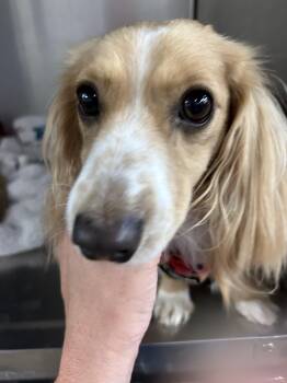 Achie -  Dachshund Dog for Adoption in Blue Springs, Missouri - Achie | PetCurious